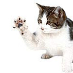 comment apprendre a un chat de ne pas griffer