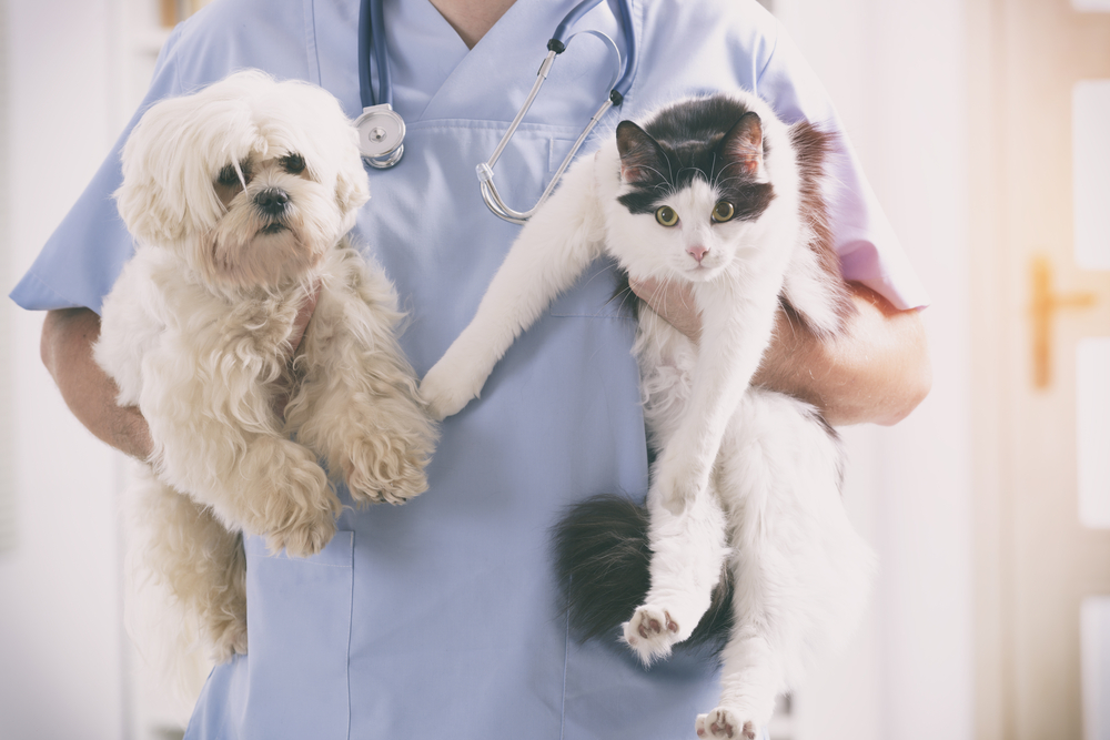 Devis Assurance chien et chat