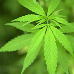 Cannabis, effets, danger et dépendance