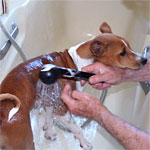 Donner un bain à un chien
