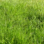 Entretenir une pelouse : le b-a-ba