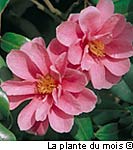 La plante du mois de novembre : Camellia d’automne