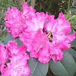 Le Rhododendron