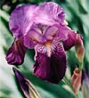 Planter des iris