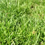 Réparer une pelouse avec du gazon en plaques