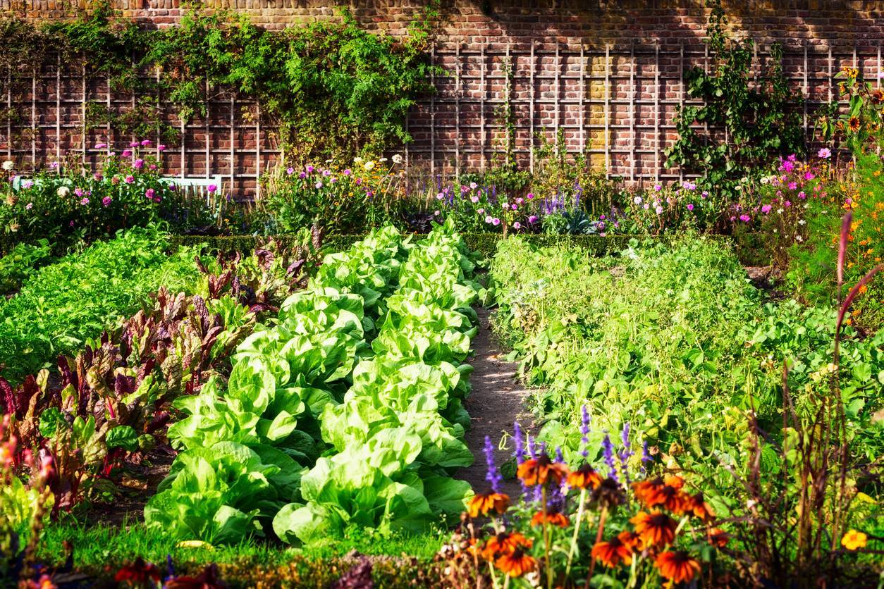 Jardin potager