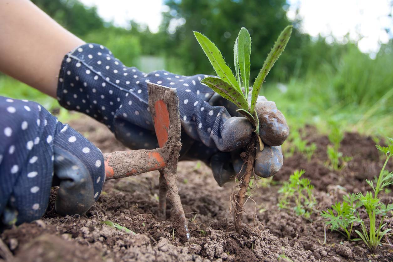 binette potager