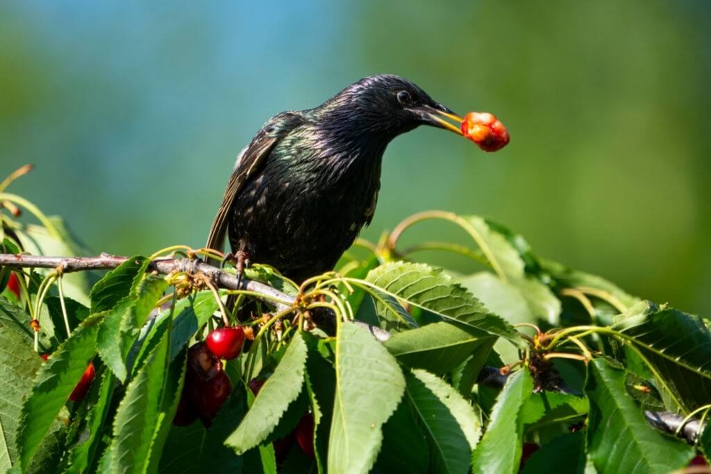 Dégâts causés par les oiseaux sur les arbres fruitiers