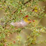 comment proteger les arbres fruitiers des merles