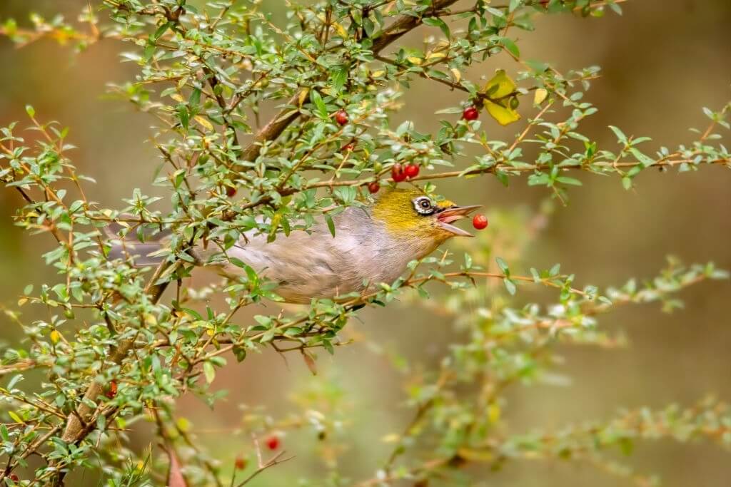 comment proteger les arbres fruitiers des merles