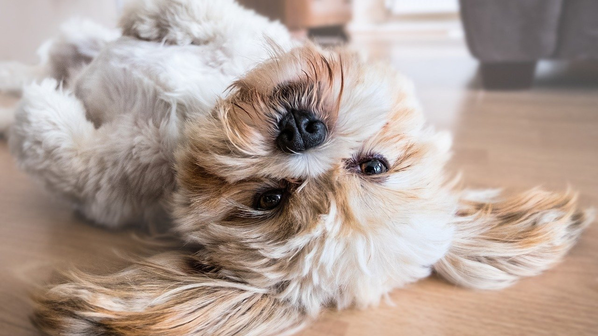 Eviter les poils d’animaux partout dans la maison