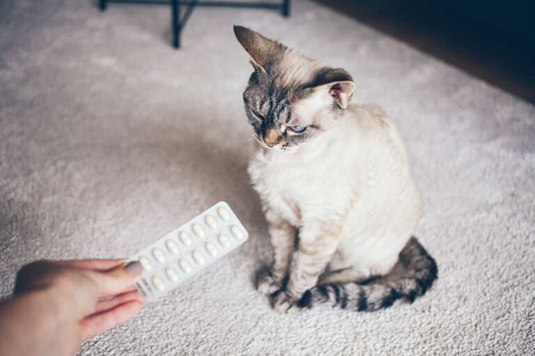 7 conseils pour prendre soin de son chat Maisonfacile