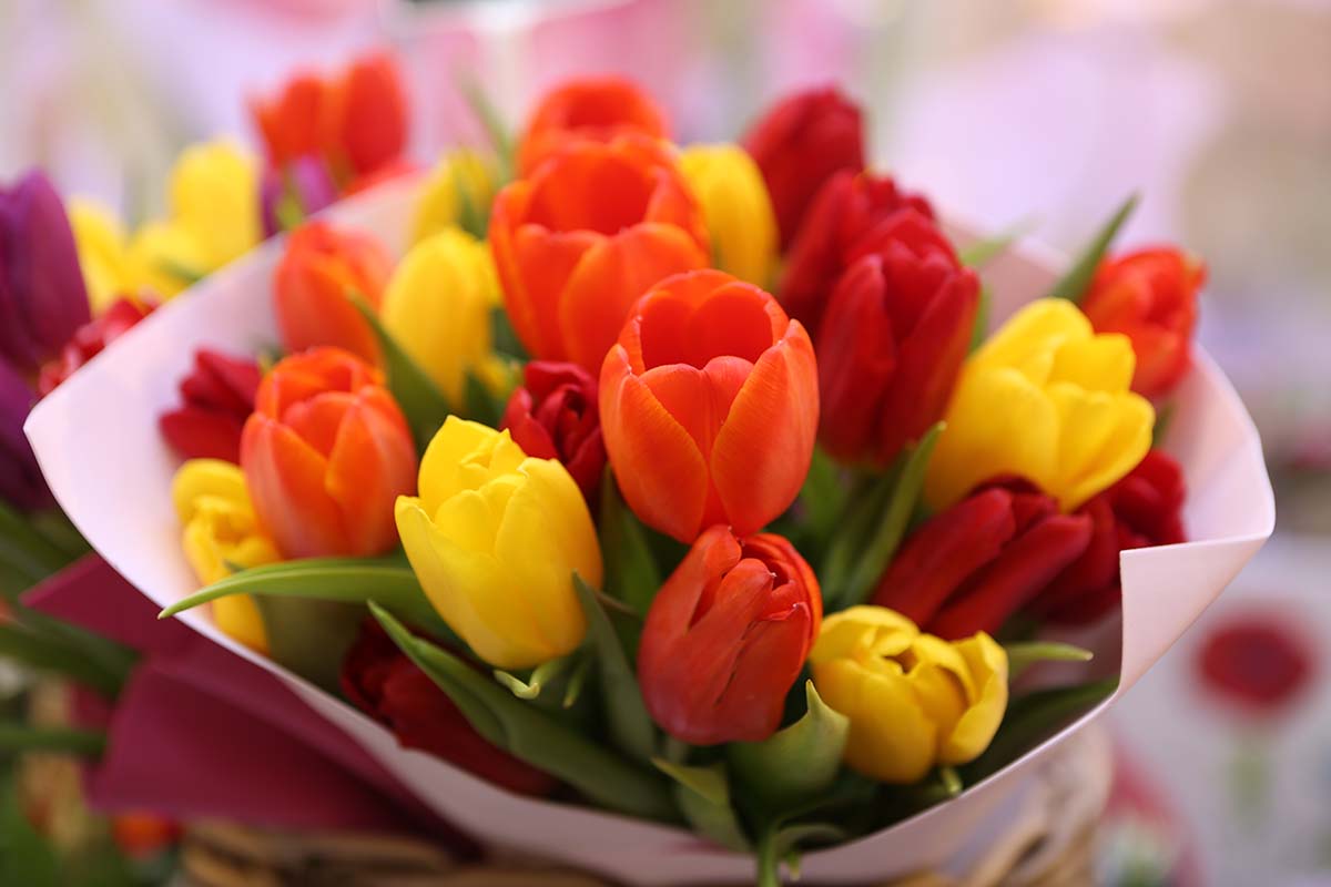 Bouasuet de tulipes jaunes, rouges et oranges forment un bouquet chaleureux et de saison