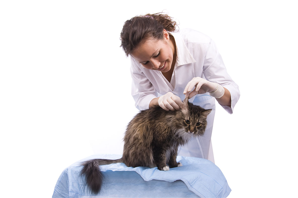 Faire des consultations régulières chez le veterinaire
