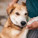 5 conseils pour adopter un chien