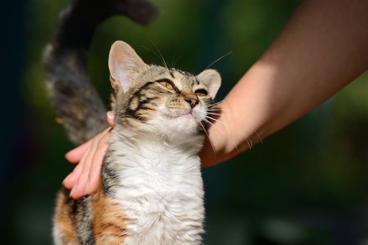 mutuelle santé animaux, assurance pour chat