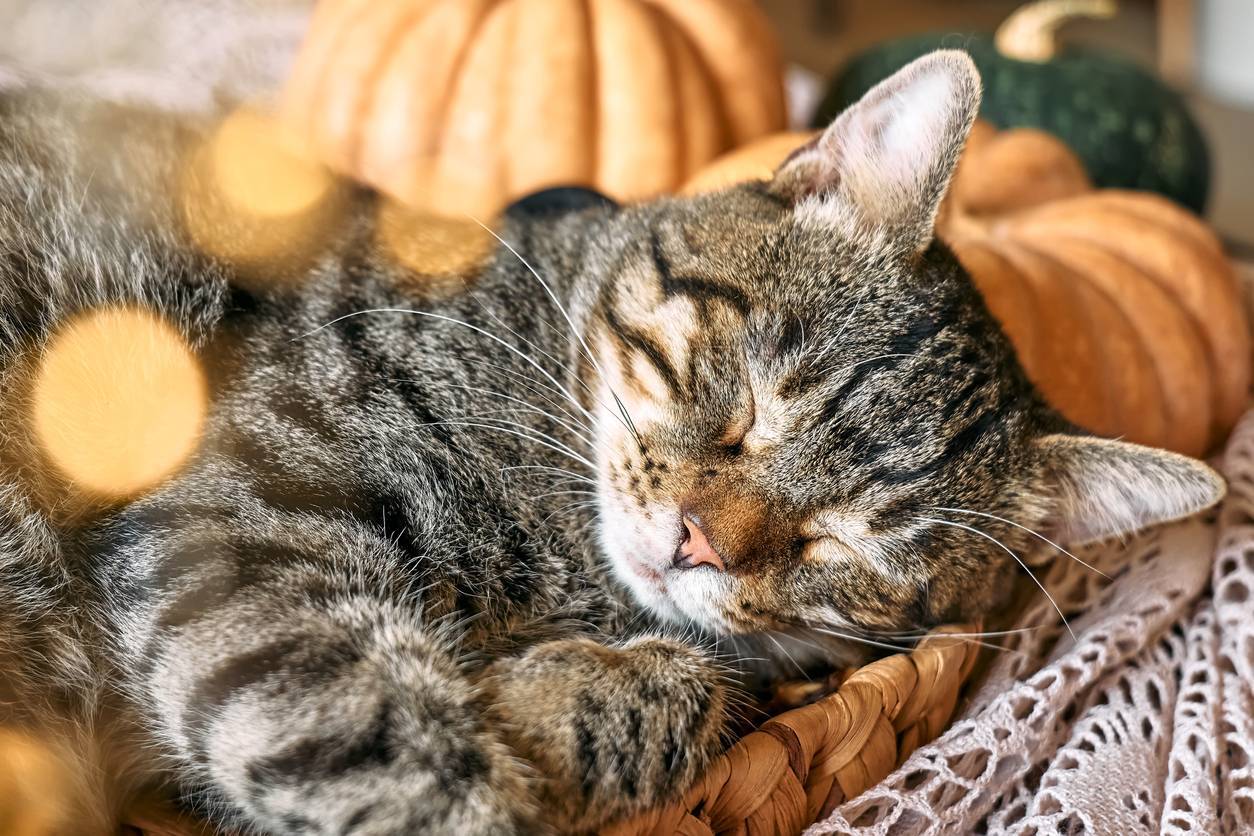 assurance santé animaux, assurance chat