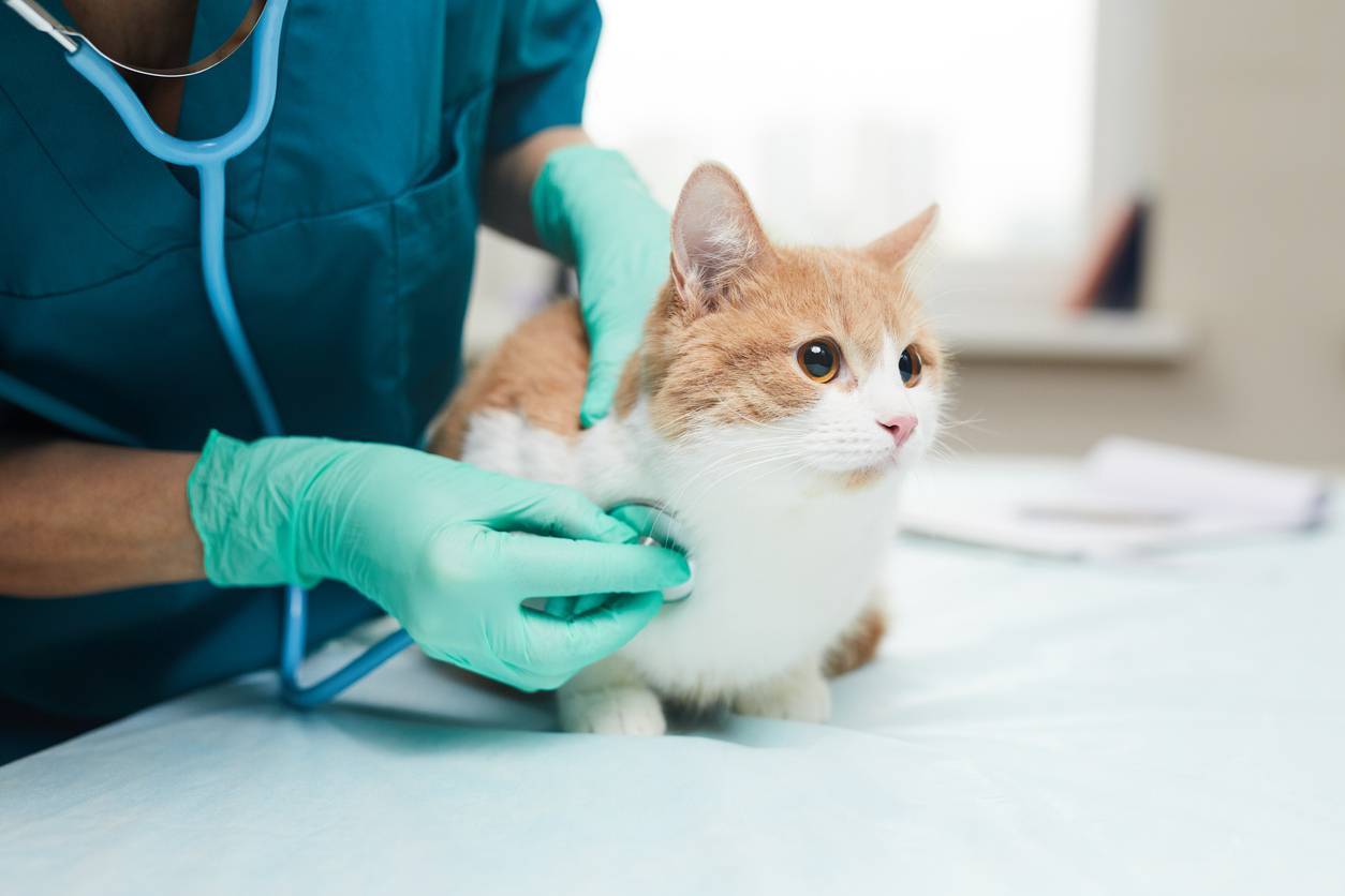 assurance santé chat, mutuelle chat