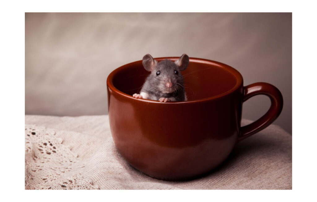 Comment reconnaître la présence de rats dans son logement ?