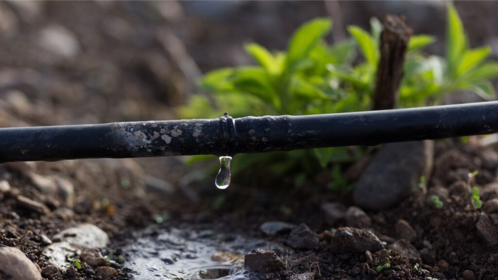 limiter l’eau consommée lors de l’arrosage, utiliser du goutte à goutte