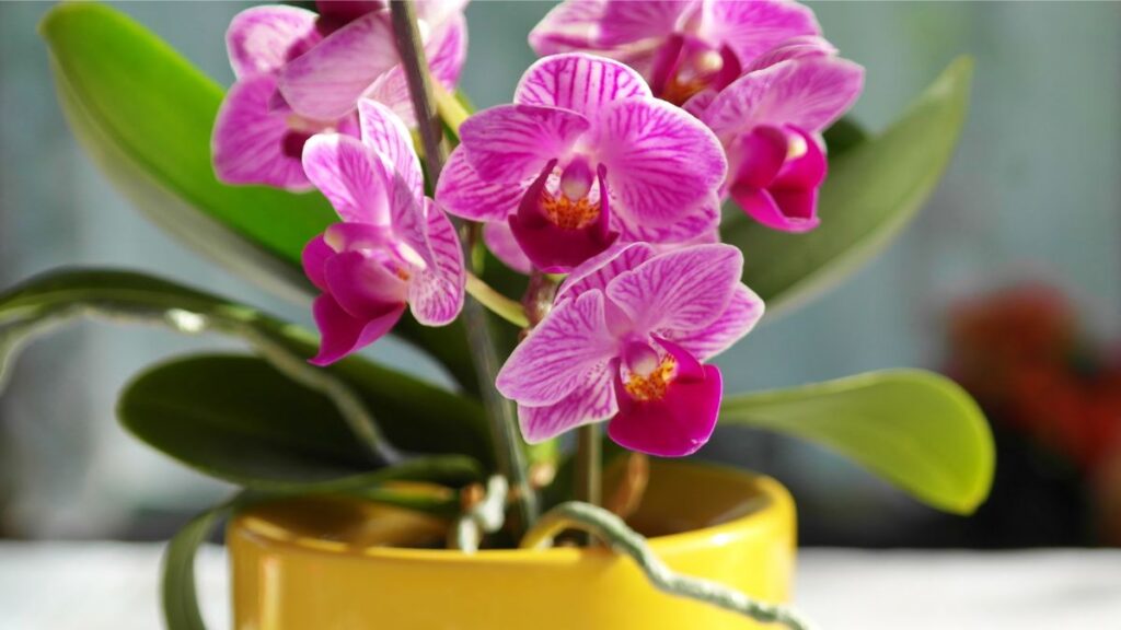 Les orchidées phalaenopsis seront particulièrement heureuses dans votre véranda