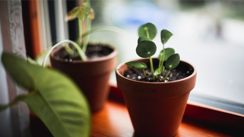 choisir des plantes aux vertus dépolluantes pour sa véranda