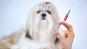 Traitement anti-puce : tout ce qu’il faut savoir pour protéger son chien contre les puces