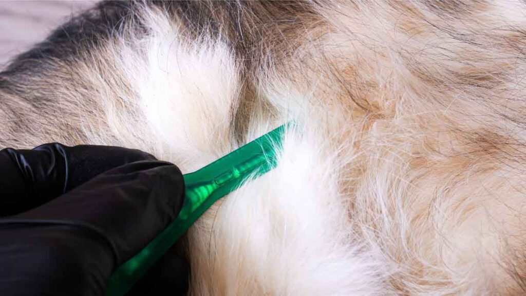 les pipettes peuvent être appliquées sur la peau du dos ou sur le cou de votre animal
