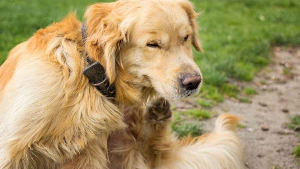 une situation très désagréable pour vos animaux de compagnie.