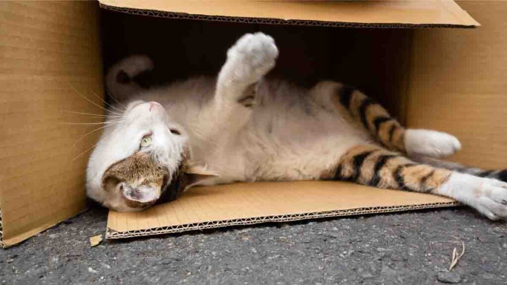 Habituer le chat à sa nouvelle maison