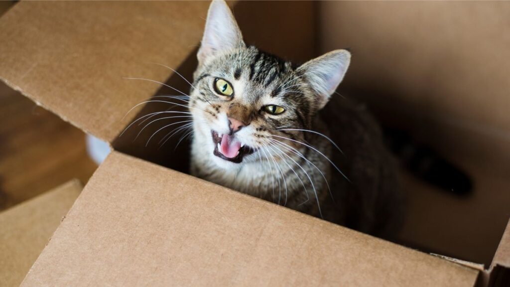 stress du chat lors d'un déménagement