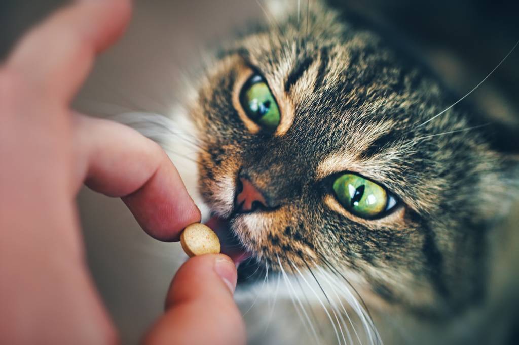 complément alimentaire pour chats