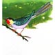 (Marie Catherine d'Aulnoy) L'oiseau bleu (Marie Catherine d'Aulnoy) L'oiseau bleu