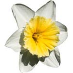 La toxicité des plantes d'intérieur La toxicité des plantes d'intérieur