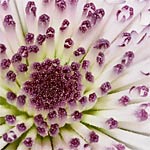 La toxicité des plantes d'extérieur La toxicité des plantes d'extérieur