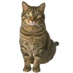 Le coryza du chat Le coryza du chat