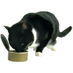Une alimentation équilibrée pour votre chat Une alimentation équilibrée pour votre chat