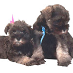 Choisir un chiot mâle ou femelle ? Choisir un chiot mâle ou femelle ?
