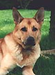 Bien nourrir son chien Bien nourrir son chien