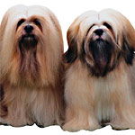 Brosser un chien Brosser un chien