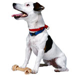 Des jeux intelligents pour jouer avec son chien Des jeux intelligents pour jouer avec son chien