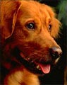Les questions à se poser avant d'acheter un chien Les questions à se poser avant d'acheter un chien