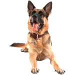 Votre chien vient de mourir Votre chien vient de mourir