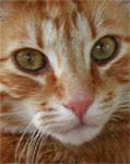 Les cinq sens du chat Les cinq sens du chat