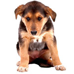 Apprendre la solitude à un chiot Apprendre la solitude à un chiot