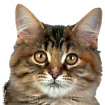 L'identification d'un animal L'identification d'un animal