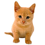 Un nouveau chaton arrive à la maison Un nouveau chaton arrive à la maison