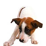 Quelques adresses utiles pour vos animaux Quelques adresses utiles pour vos animaux