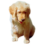 Choisir un chiot qui vous correspond Choisir un chiot qui vous correspond