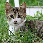 Avoir un chat : les règles d'or Avoir un chat : les règles d'or